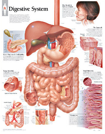 2150-08 Digestive System