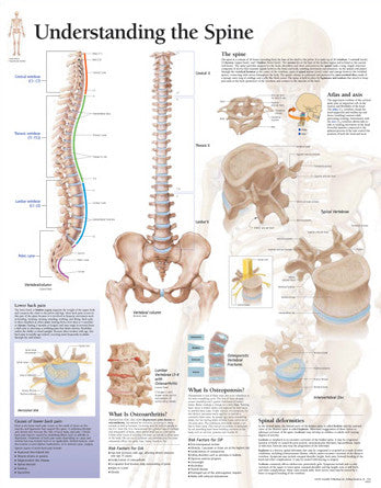 2151-08 Understanding the Spine