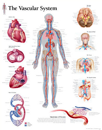 2160-08 The Vascular System