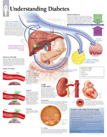 2165-08 Understanding Diabetes