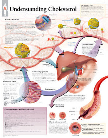 2166-08 Understanding Cholesterol