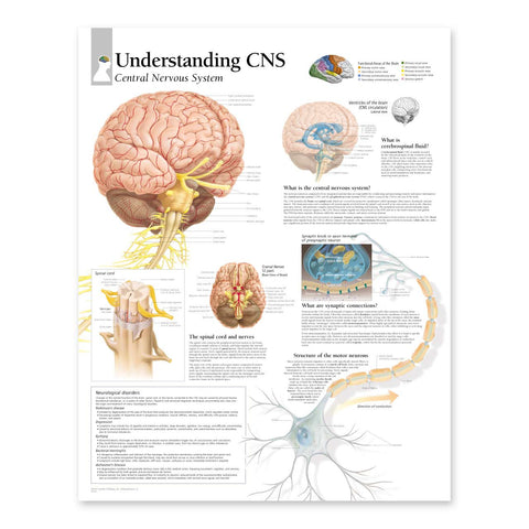 2175-08 Understanding the Central Nervous System Anatomical Poster