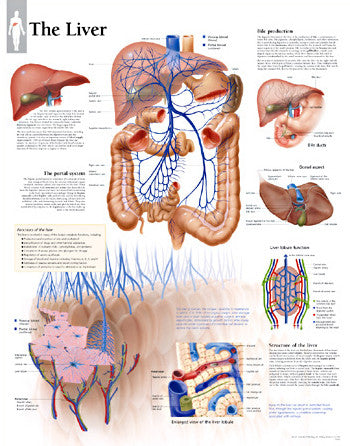 2190-08 The Liver