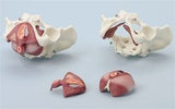 SA27  Composite Pelvis & Pelvic Floor, 5-Parts