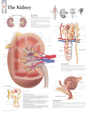 2200-08 The Kidney