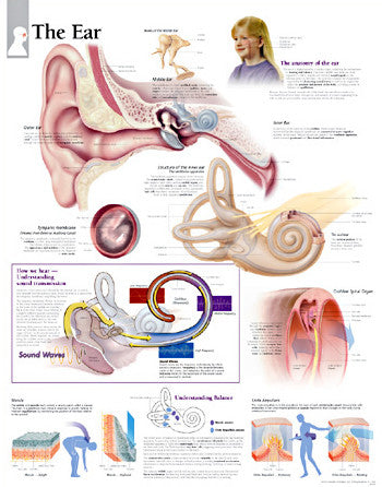 2210-08 The Ear