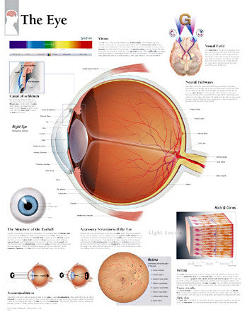 2220-08 The Eye