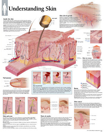 2250-08 Understanding the Skin