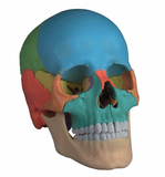 SK29 Beauchene Adult Human Skull Model - Didactic 22 part