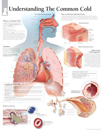 2354-08 Understanding the Common Cold