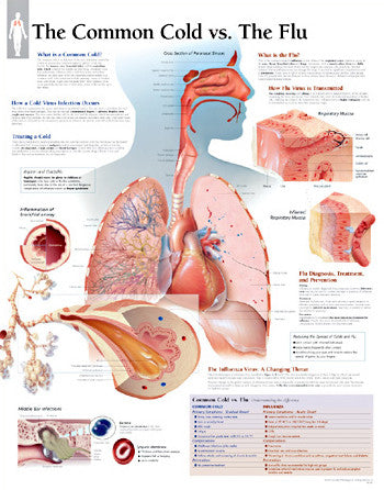 2356-08 The Common Cold vs. the Flu