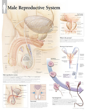 2400-08 Male Reproductive System