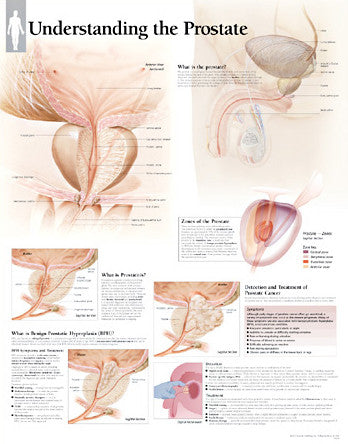 2450-08 Understanding the Prostate