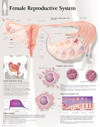 2500-08 Female Reproductive System