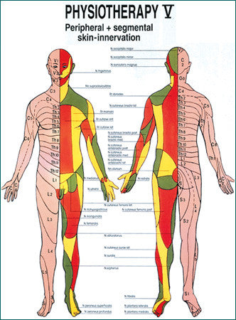 3095P-08 Peripheral and Segmental Skin Innervation