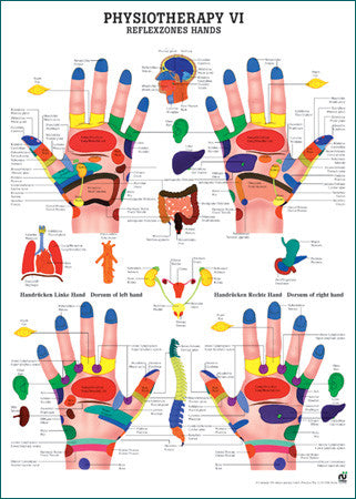 3096P-08 Reflex Zones of the Hand