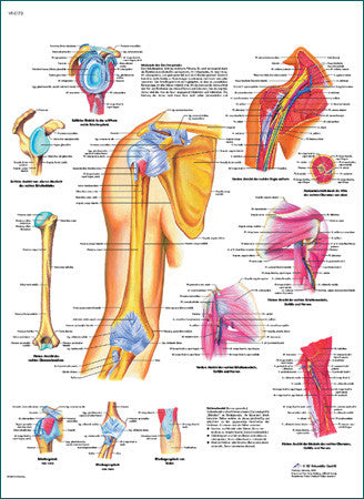 3170-08 Shoulder and Elbow