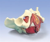 SA27  Composite Pelvis & Pelvic Floor, 5-Parts