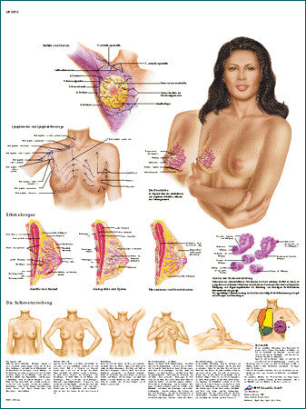 3556-08 Female Breast