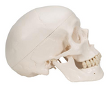 0253-00  Three-Part Plastic Skull