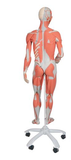 0348-50  Muscular Anatomy figure with Internal Organs and Interchangeable Genitalia, 3/4 Scale
