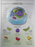 7500-40RR Zoology Poster Set of 4 - Raised Relief