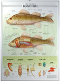 7500-40RR Zoology Poster Set of 4 - Raised Relief