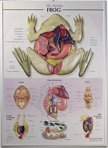 7506-RR  Frog Poster - Raised Relief