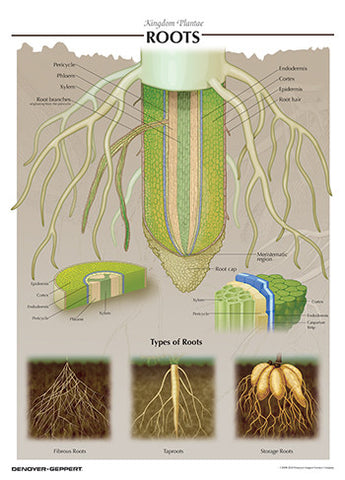 7507-08  Root Poster