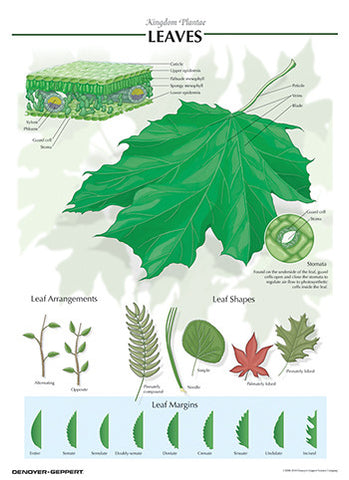 7508-08  Leaf Poster