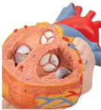 A313 Heart with Esophagus and Trachea