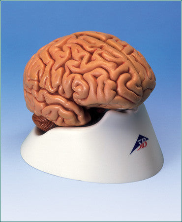 A418   Brain