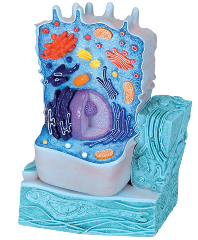 B51 Animal Cell Model