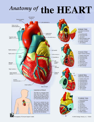 7140-08 Poster Size Heart Anatomy Chart