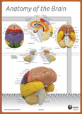 7170-08L Poster Size Brain Anatomy Chart LABELED