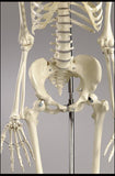 S55F Premier Academic Series Skeleton, female pelvis, 18 pc take-apart skull, hanging