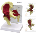 G131 Muscle Hip Joint