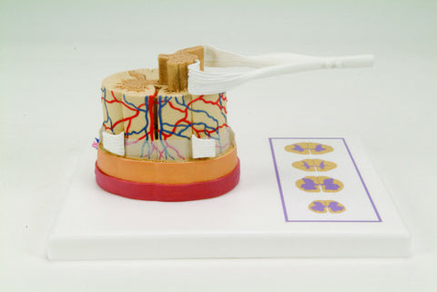 H41 Spinal Cord with Nerve Endings