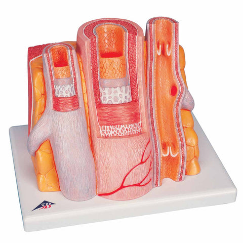 H420  Microanatomy of Artery and Vein