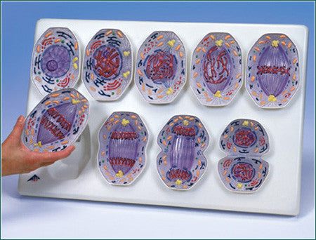 HM10 Mitosis Model (Magnetic)