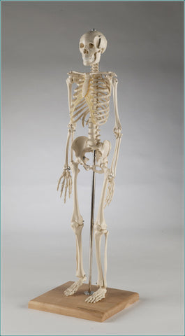 S28X  Mini-Skeleton with flexible spine, 28 inches