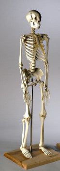 S28  28 inch Mini-Skeleton