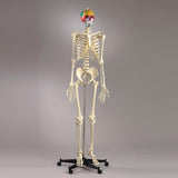 S54P Premier Academic Series Skeleton with color coded 18 pc take-apart skull and sacral mount mobile stand