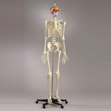 S55PF Premier Academic Skeleton, female pelvis, 18 pc color-coded skull, hanging mobile stand