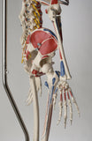 S58L Premier Academic Kinesiology Skeleton, Painted and labeled, sacral mount on mobile stand