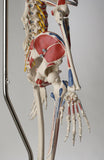 S58PN Premier Academic Kinesiology Skeleton, Painted and numbered, sacral mount on mobile stand