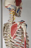 S82L Quadra Flexible Skeleton, Ultraflex ligaments, Painted and labeled muscles, Sacral mount with mobile stand