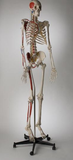 S58L Premier Academic Kinesiology Skeleton, Painted and labeled, sacral mount on mobile stand