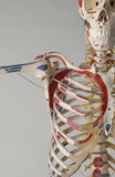 S58L Premier Academic Kinesiology Skeleton, Painted and labeled, sacral mount on mobile stand