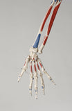 S59L Premier Academic Kinesiology Skeleton, Painted and labeled, hanging on mobile stand